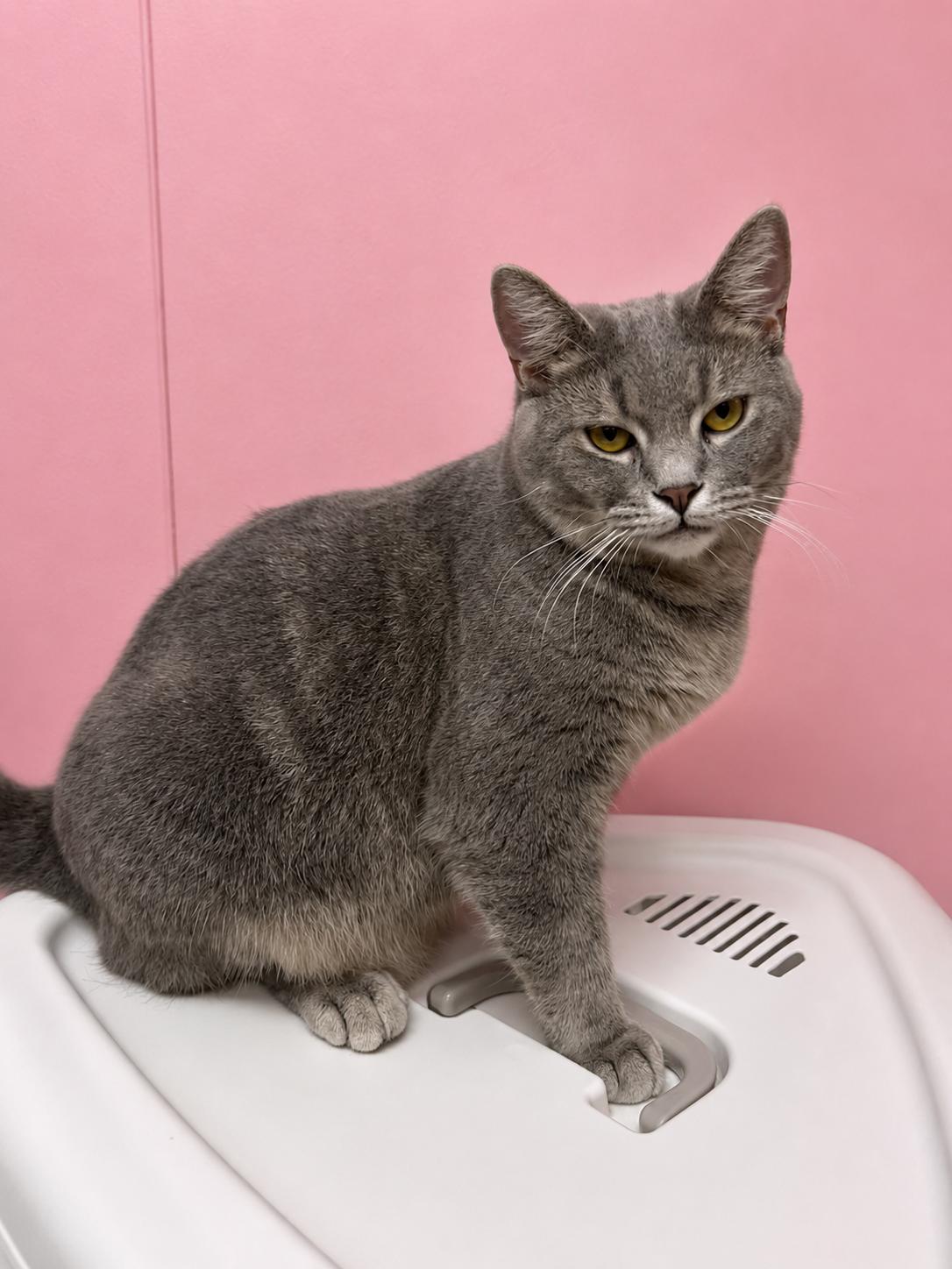 Stumpy, ADOPTABLE, Young Male Domestic Short Hair.
