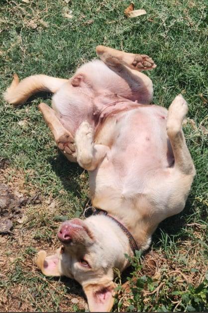 Caneli, an adoptable Labrador Retriever in EL COLORADO, JAL_image-1
