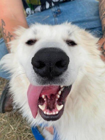 Fjord, Adoptable, Adult Male Great Pyrenees & Mixed Breed.