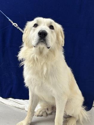 Fjord, a Adoptable mixed breed in McCook, NE image 2/3