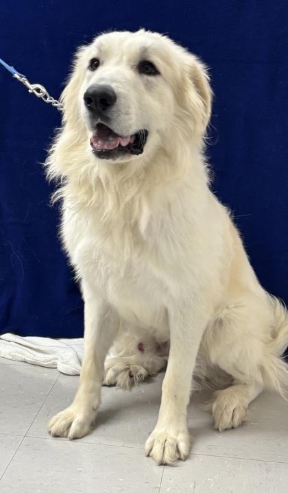 Fjord, a Adoptable mixed breed in McCook, NE image 3/3