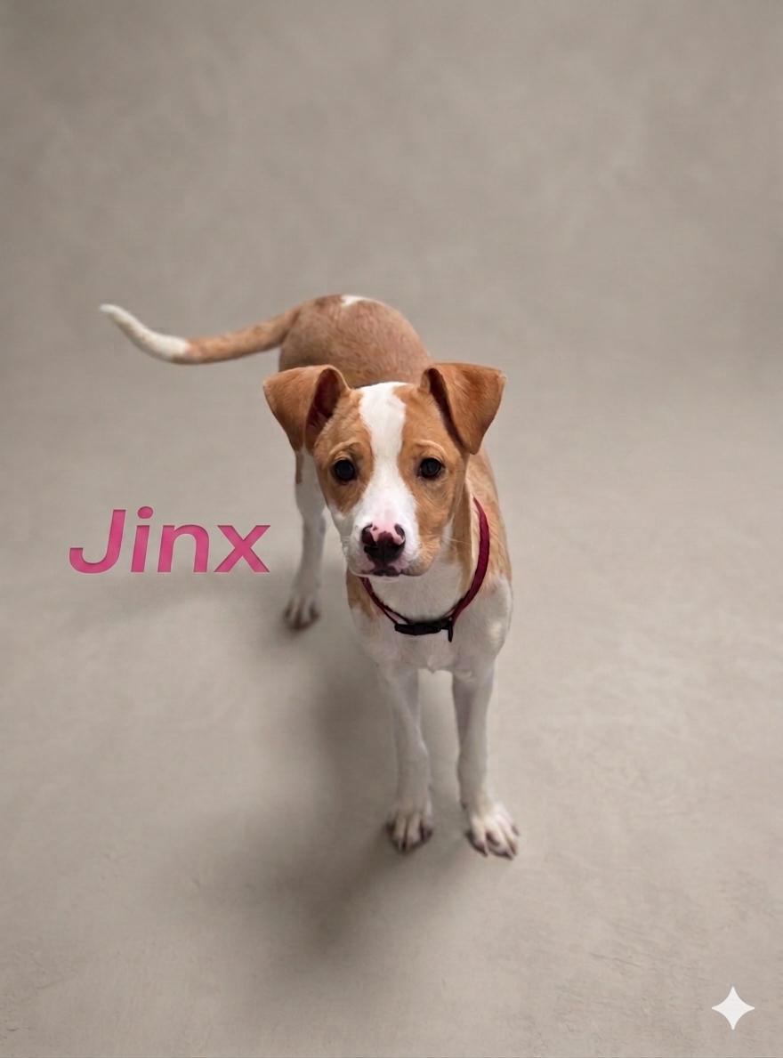 JINX, ADOPTABLE, Puppy Female Jack Russell Terrier & Mixed Breed.