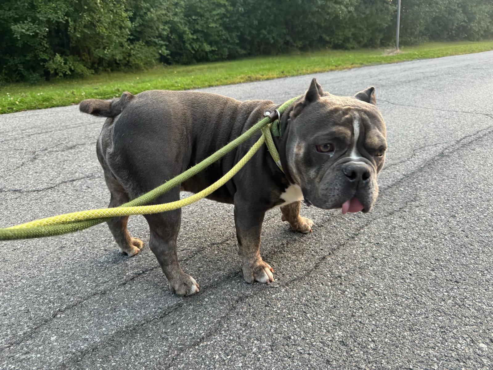 Chubby Checkers, Adoptable, Adult Male American Bulldog.