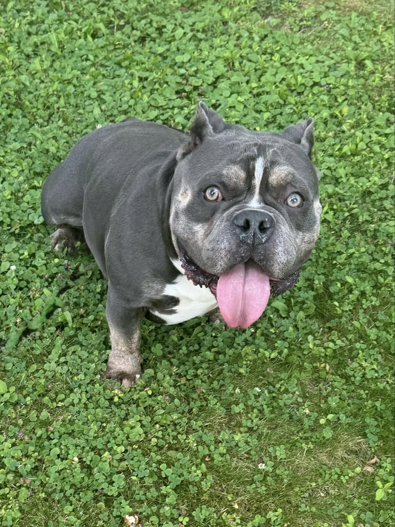 Chubby Checkers, a Adoptable American Bulldog in Tonawanda, NY image 2/3