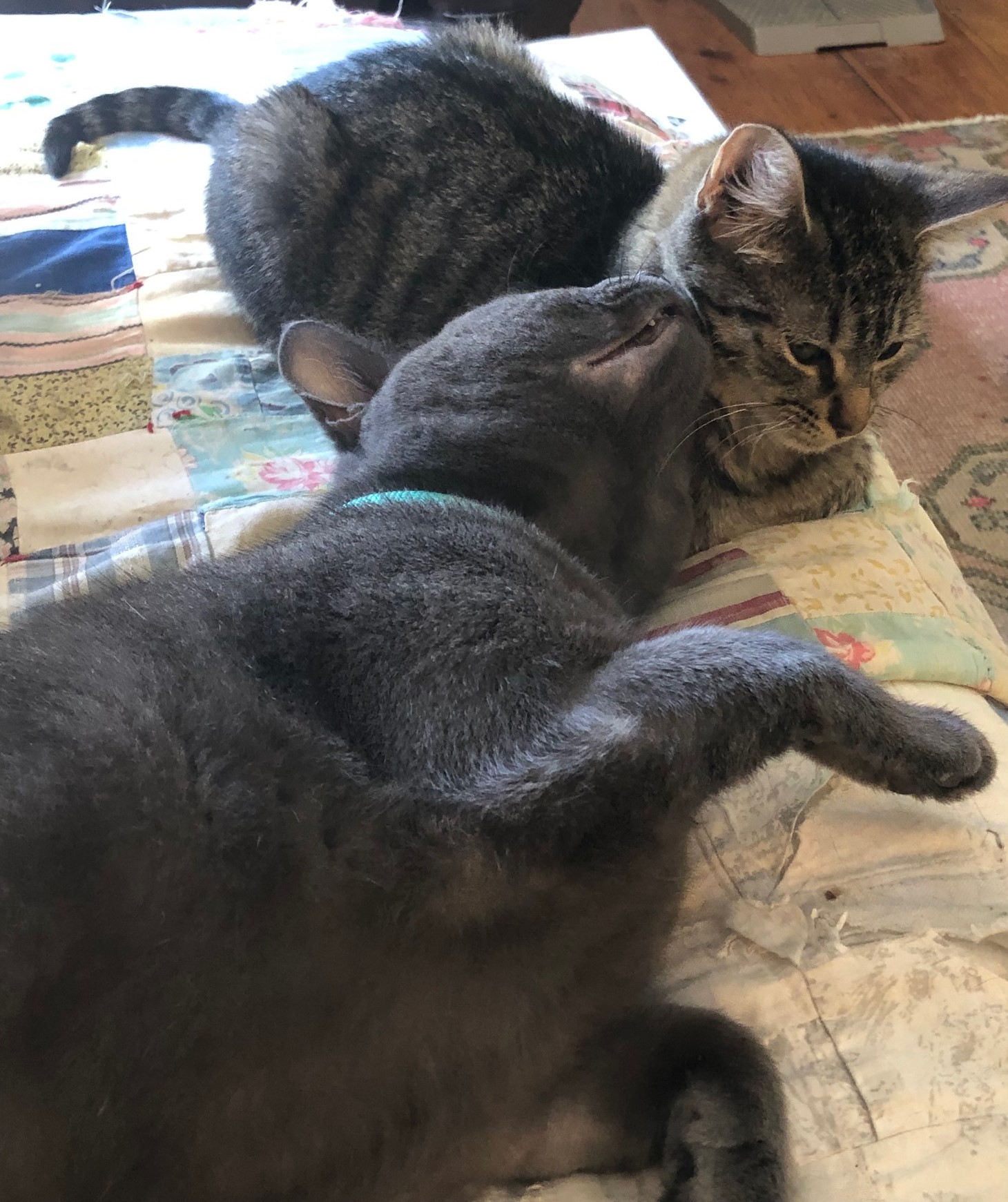 Cat for adoption Tigers!, a Domestic Short Hair in Jamaica Plain, MA