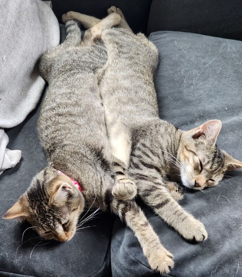 Cat for adoption Tigers!, a Domestic Short Hair in Jamaica Plain, MA