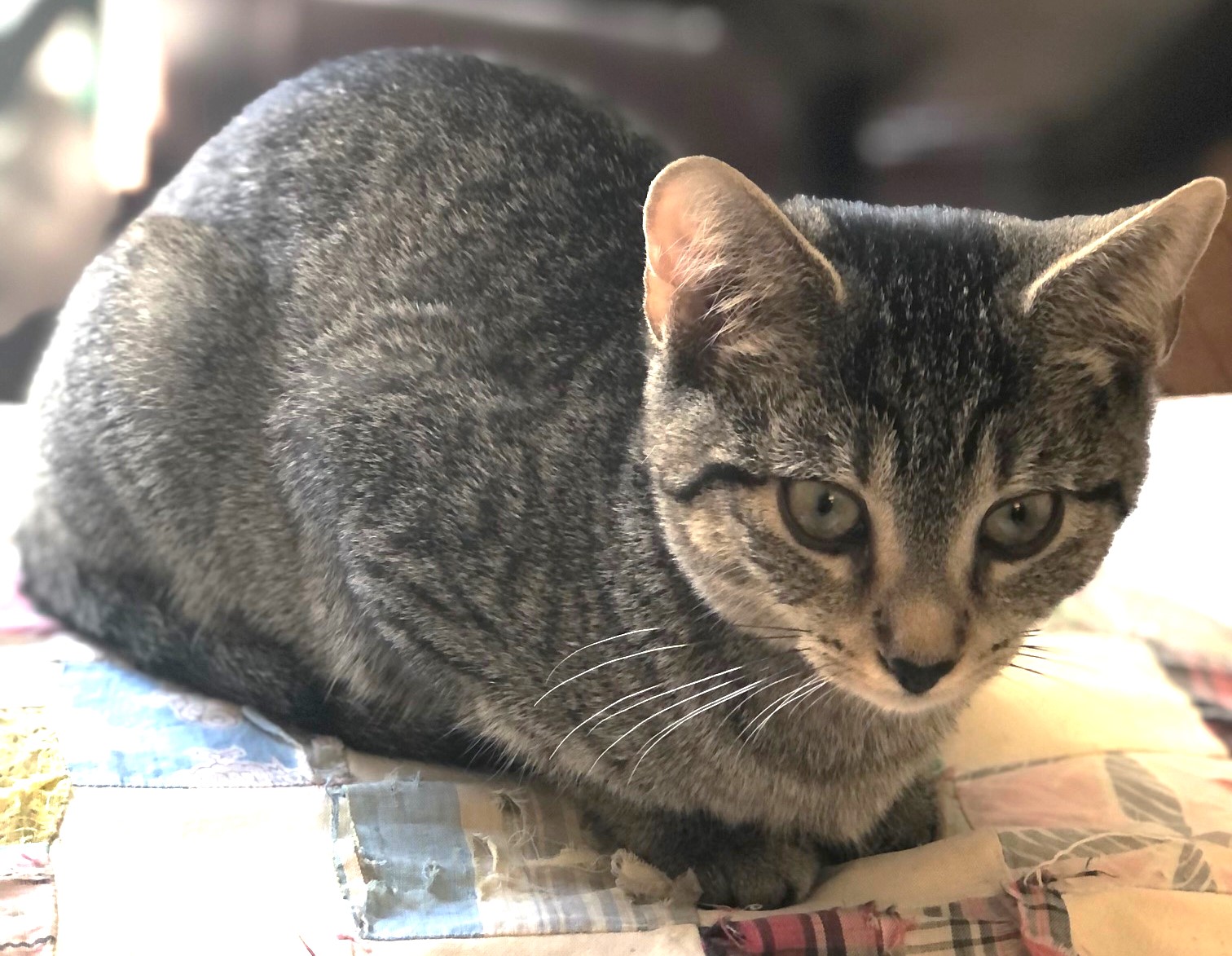 Cat for adoption Tigers!, a Domestic Short Hair in Jamaica Plain, MA