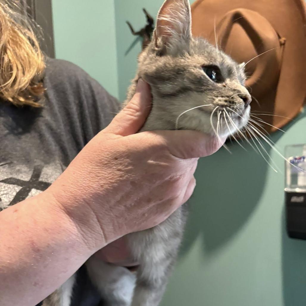 DiGiorno, Adoptable, Adult Female Domestic Short Hair.