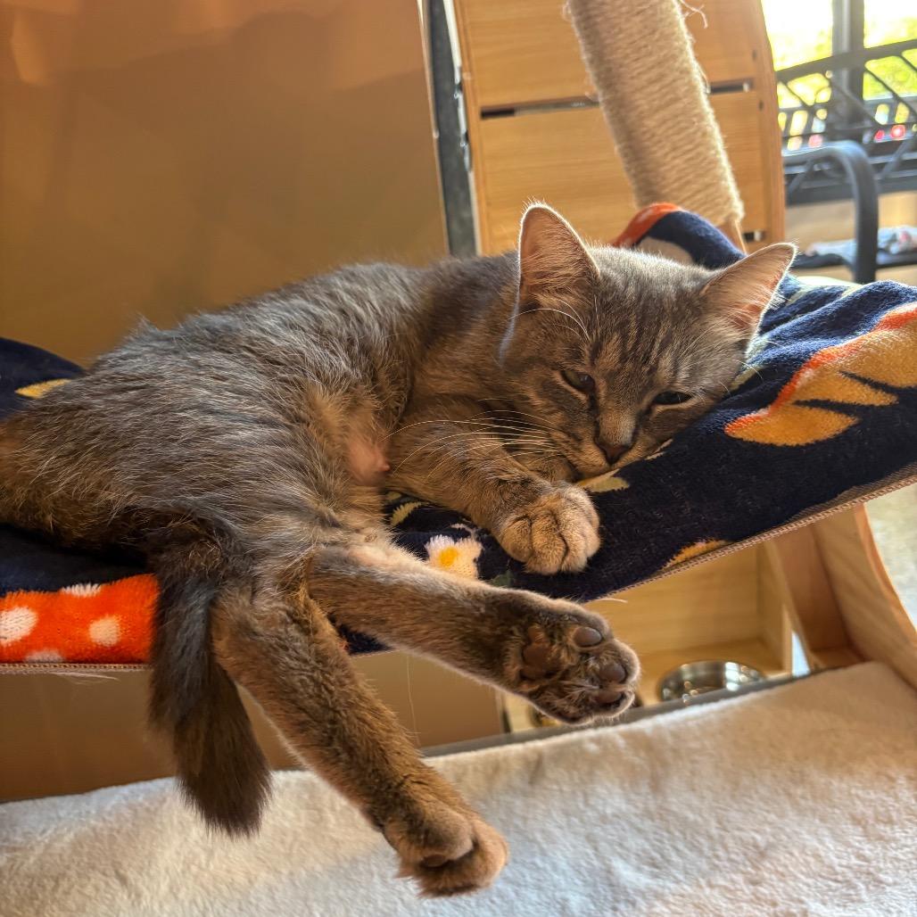 DiGiorno, a Adoptable Domestic Short Hair in Johnstown, PA image 2/2