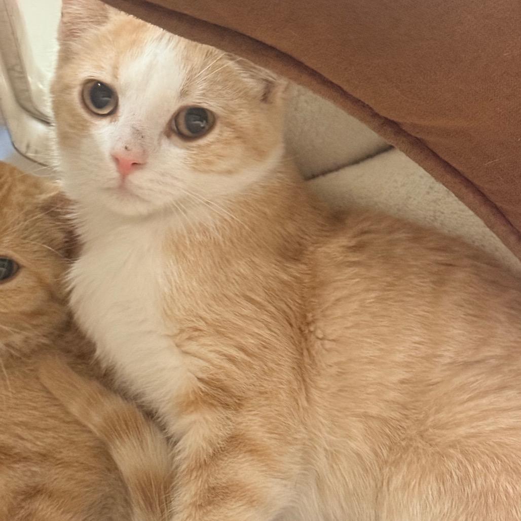 Enlarge Pumpkin Cream Cold Brew, a Adoptable Domestic Short Hair in Cheyenne, WY image 1/3
