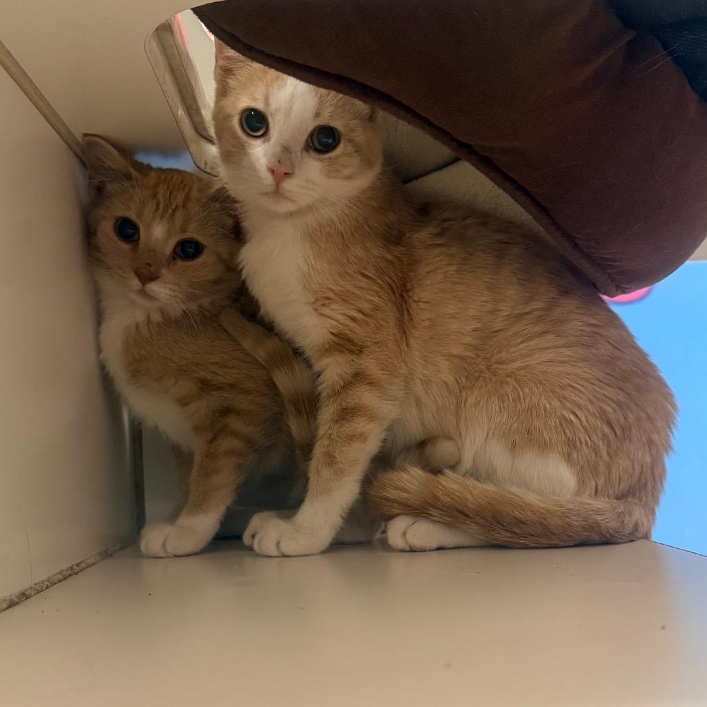Enlarge Pumpkin Cream Cold Brew, a Adoptable Domestic Short Hair in Cheyenne, WY image 2/3