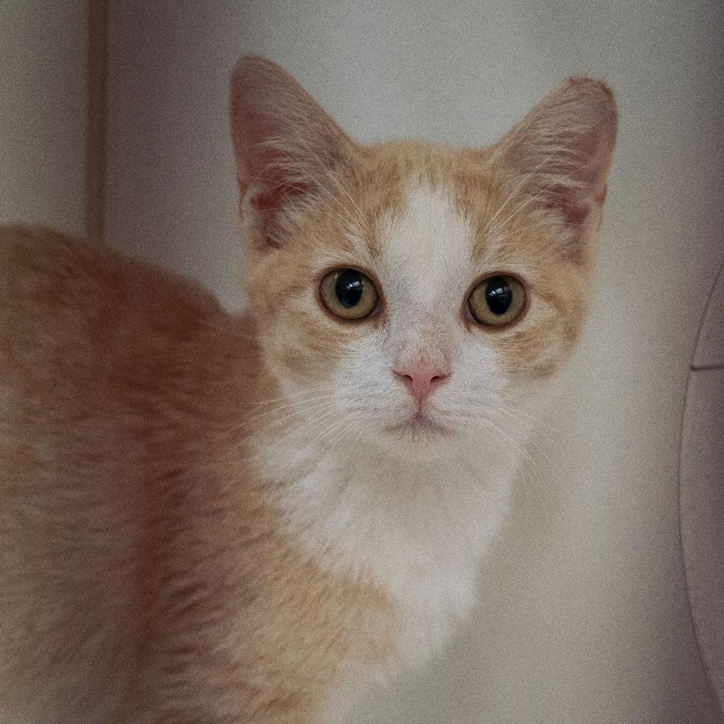 Enlarge Pumpkin Cream Cold Brew, a Adoptable Domestic Short Hair in Cheyenne, WY image 3/3