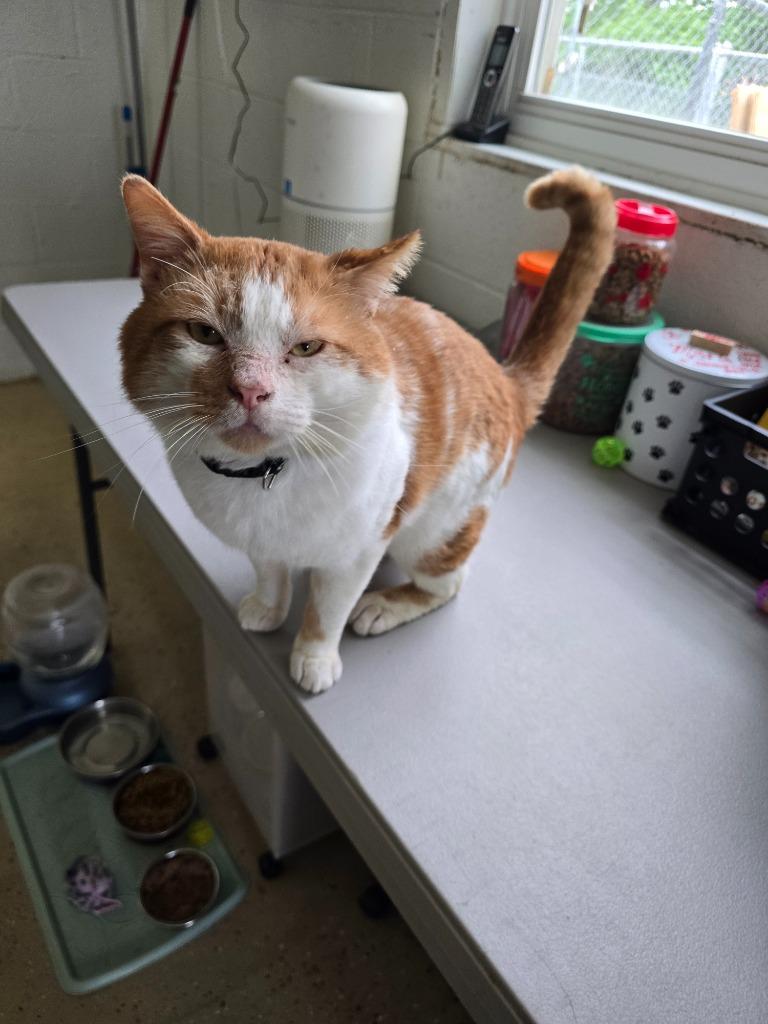 Coby, Adoptable, Adult Male Domestic Short Hair.