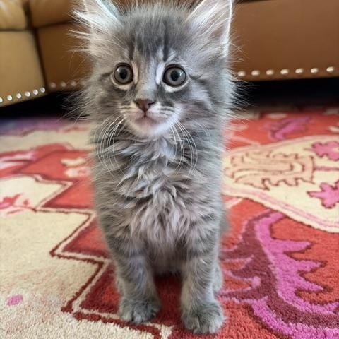 Freddie, adopted, Kitten Male Tabby.