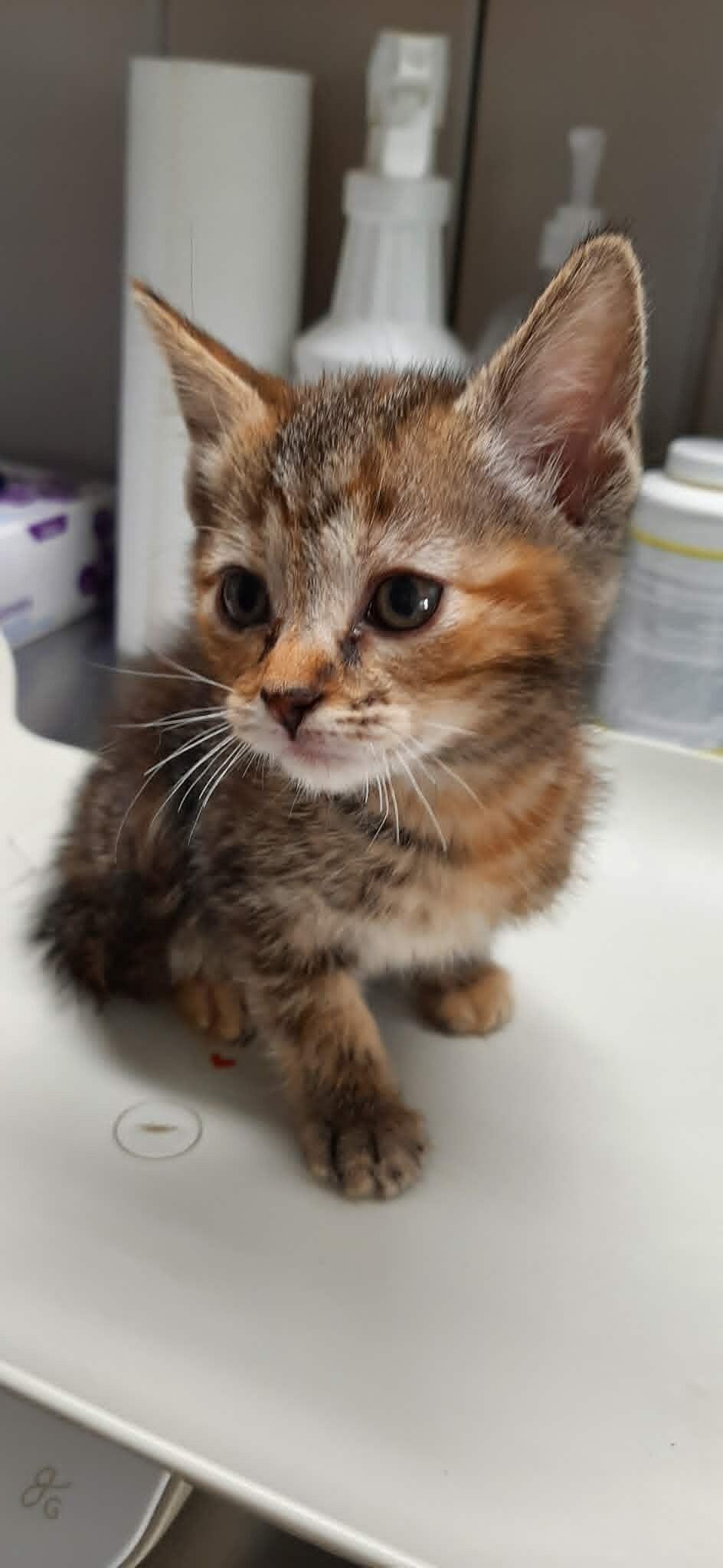 Stitch, Adoptable, Kitten Female Domestic Short Hair.