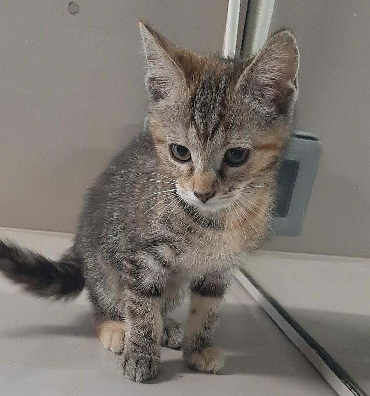 Enlarge Stitch, a Adoptable Domestic Short Hair in Georgetown, OH image 2/2