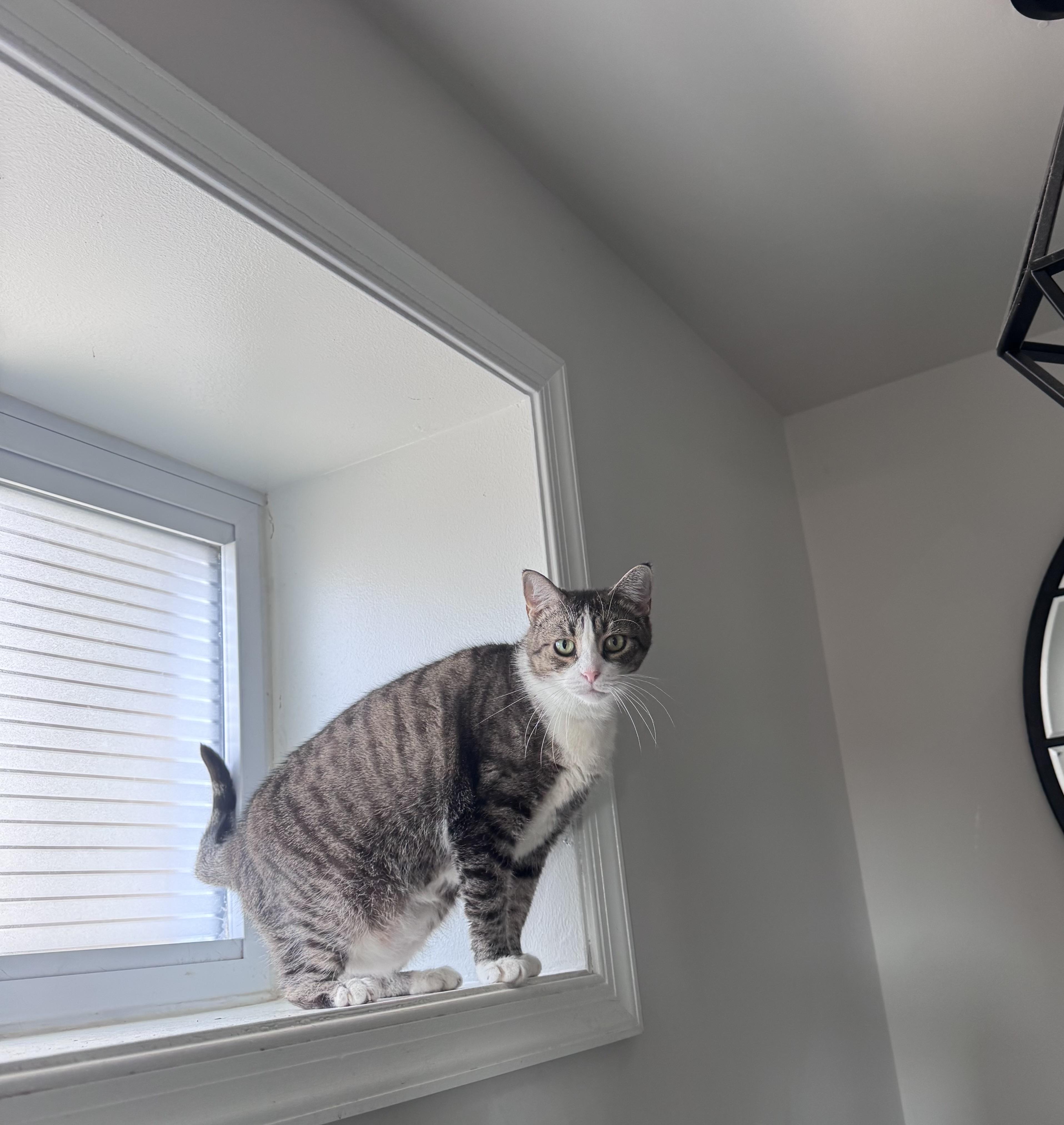 Enlarge Sarah, a ADOPTABLE Domestic Short Hair in Philadelphia, PA image 1/2
