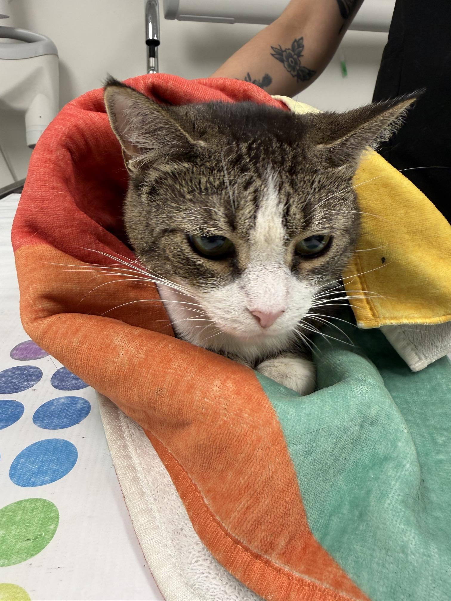 Enlarge Sarah, a ADOPTABLE Domestic Short Hair in Philadelphia, PA image 2/2