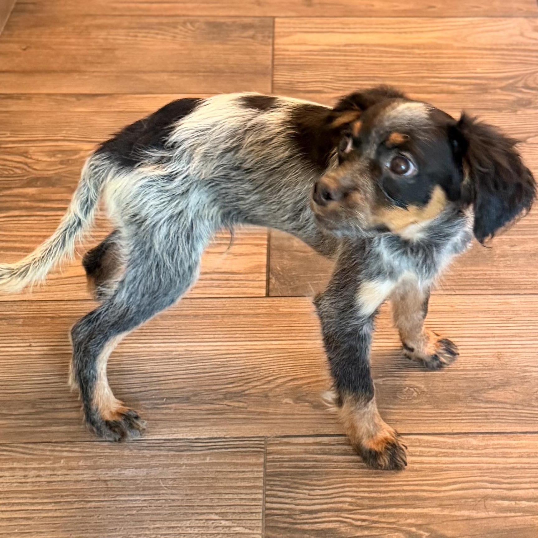 Enlarge Kip, a Adoptable mixed breed in Romeoville , IL image 6/6