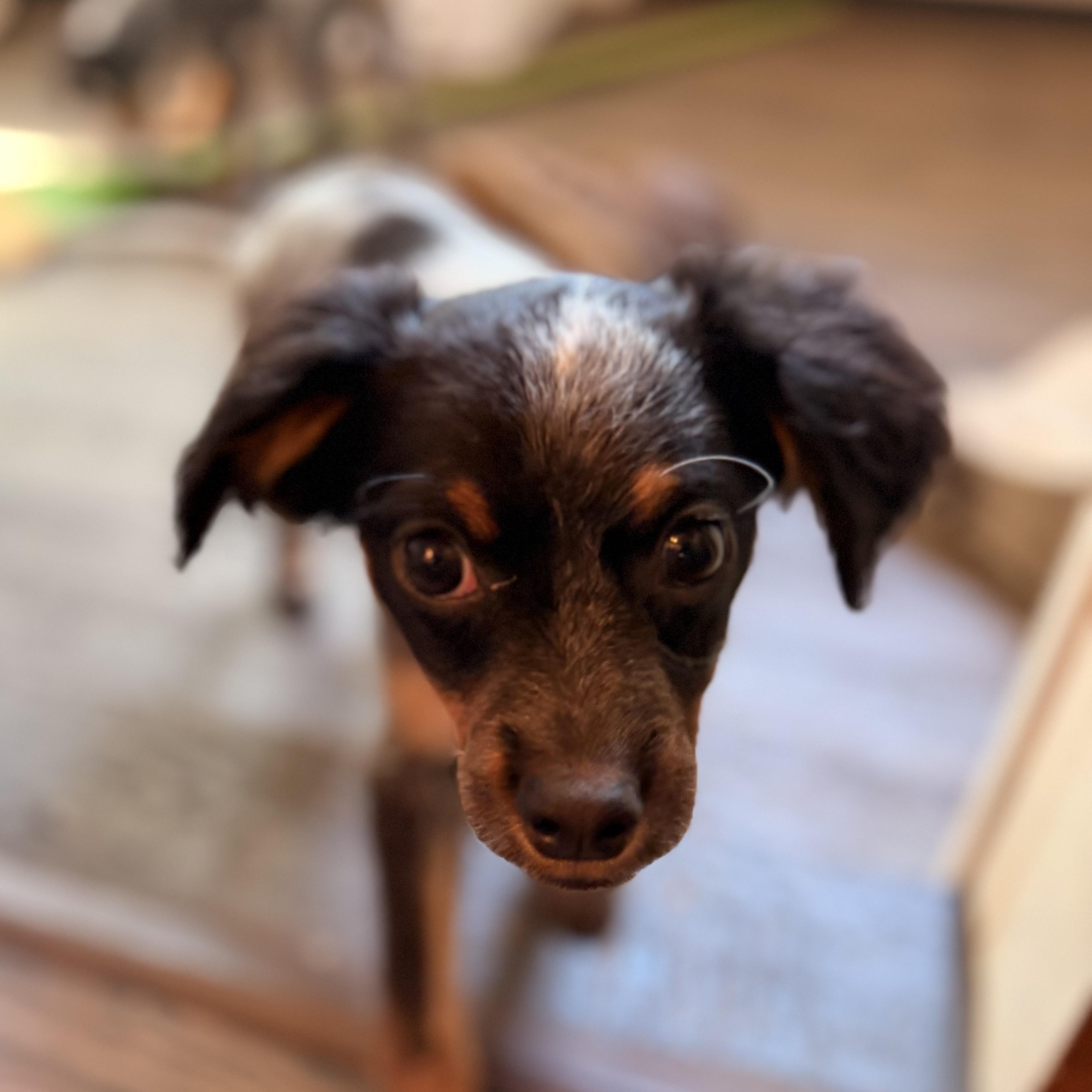 Enlarge Kip, a Adoptable mixed breed in Romeoville , IL image 4/6