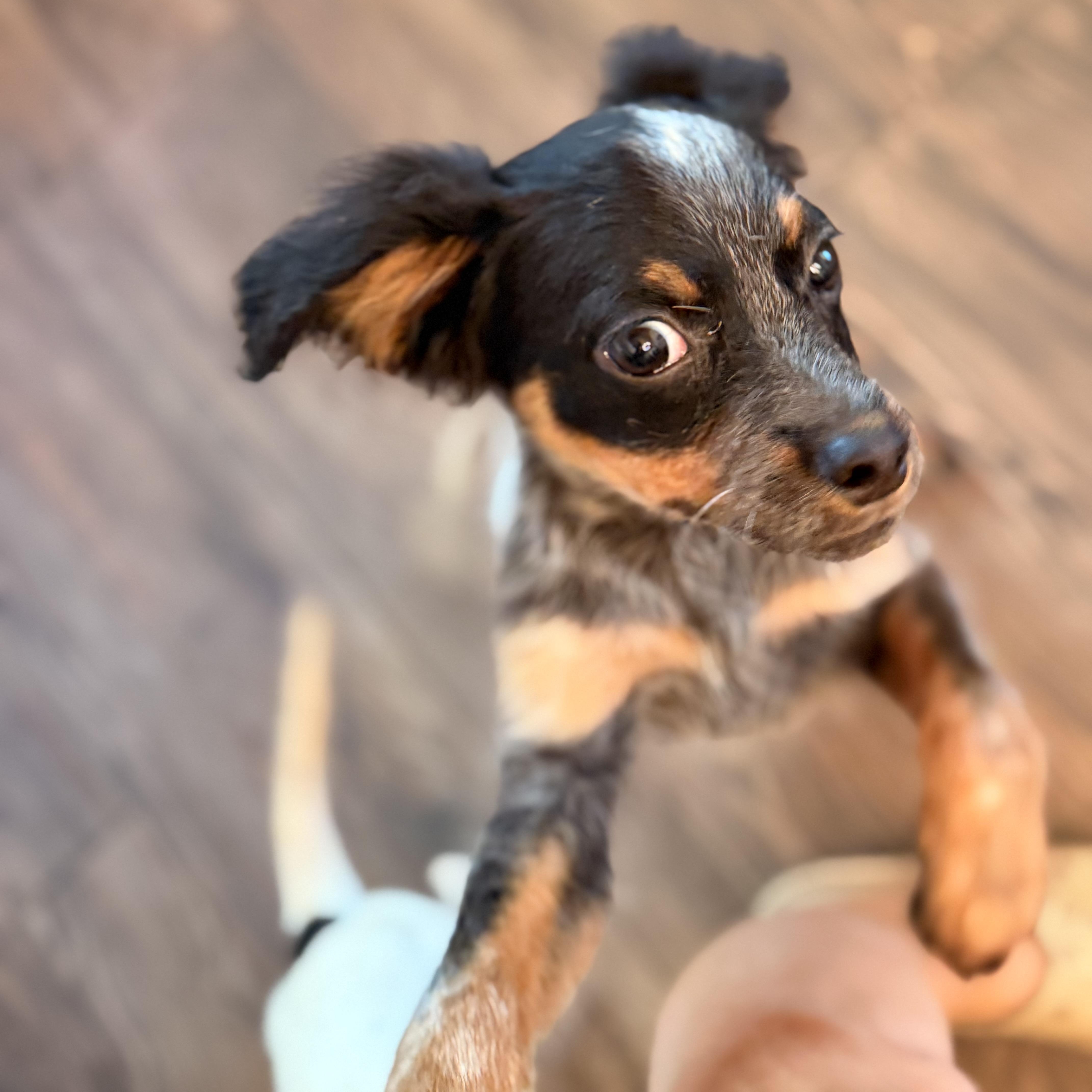 Enlarge Kip, a Adoptable mixed breed in Romeoville , IL image 5/6