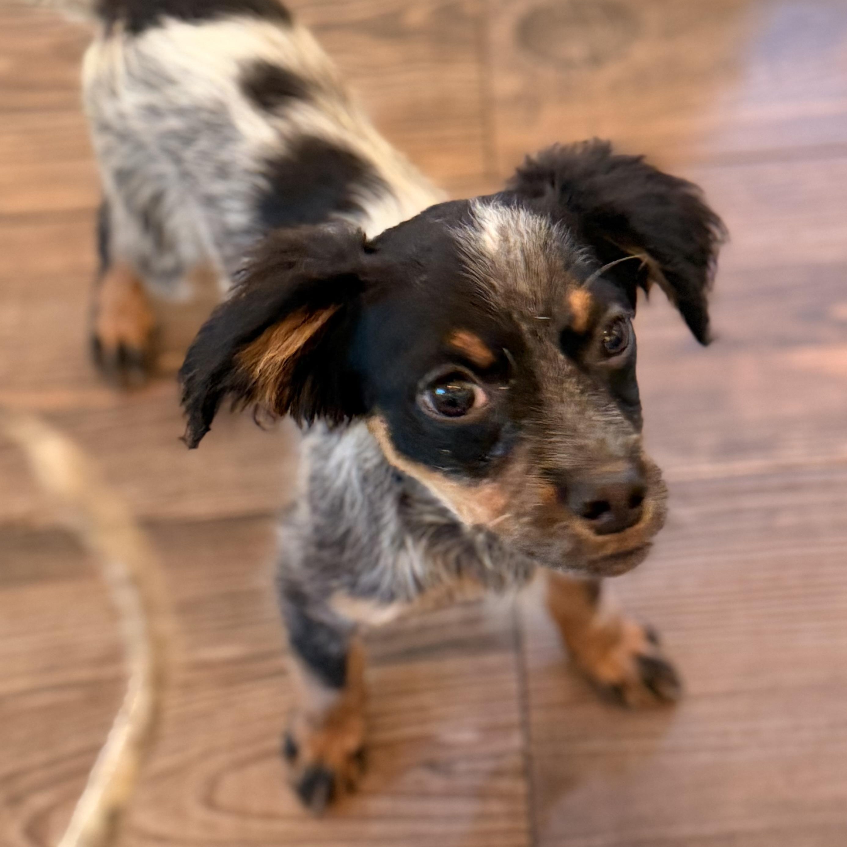 Enlarge Kip, a Adoptable mixed breed in Romeoville , IL image 2/6