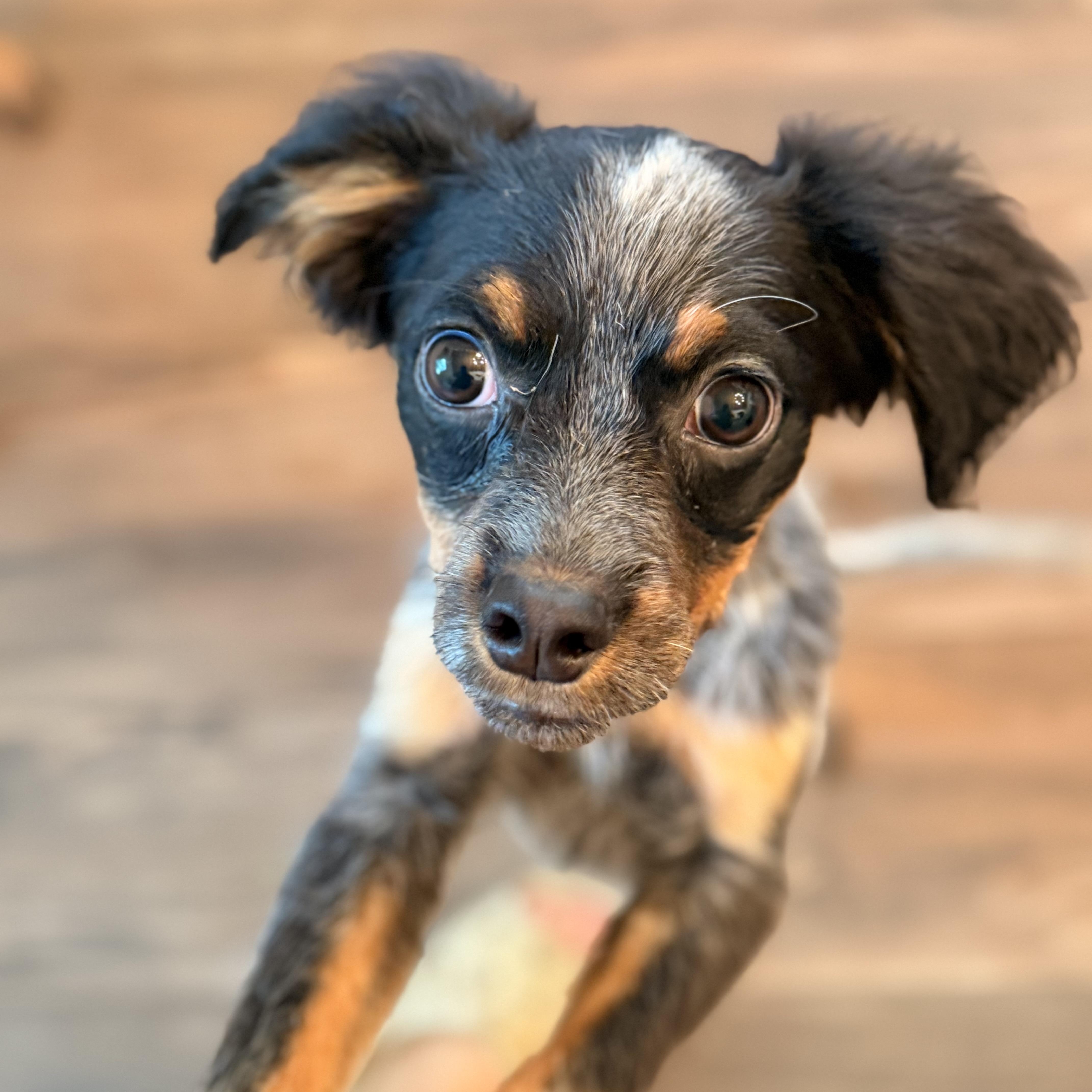Kip, Adoptable, Puppy Male Bluetick Coonhound.
