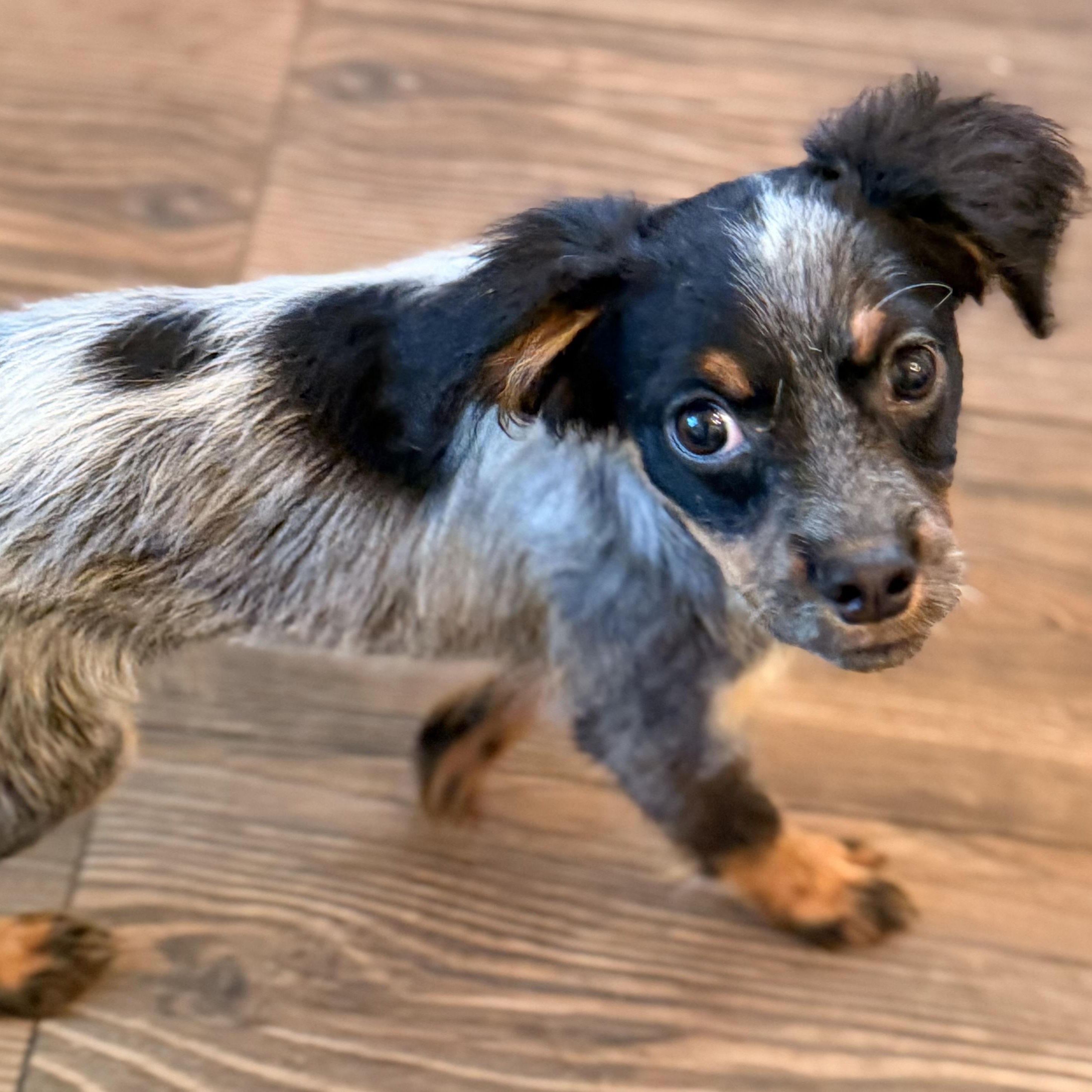 Enlarge Kip, a Adoptable mixed breed in Romeoville , IL image 3/6
