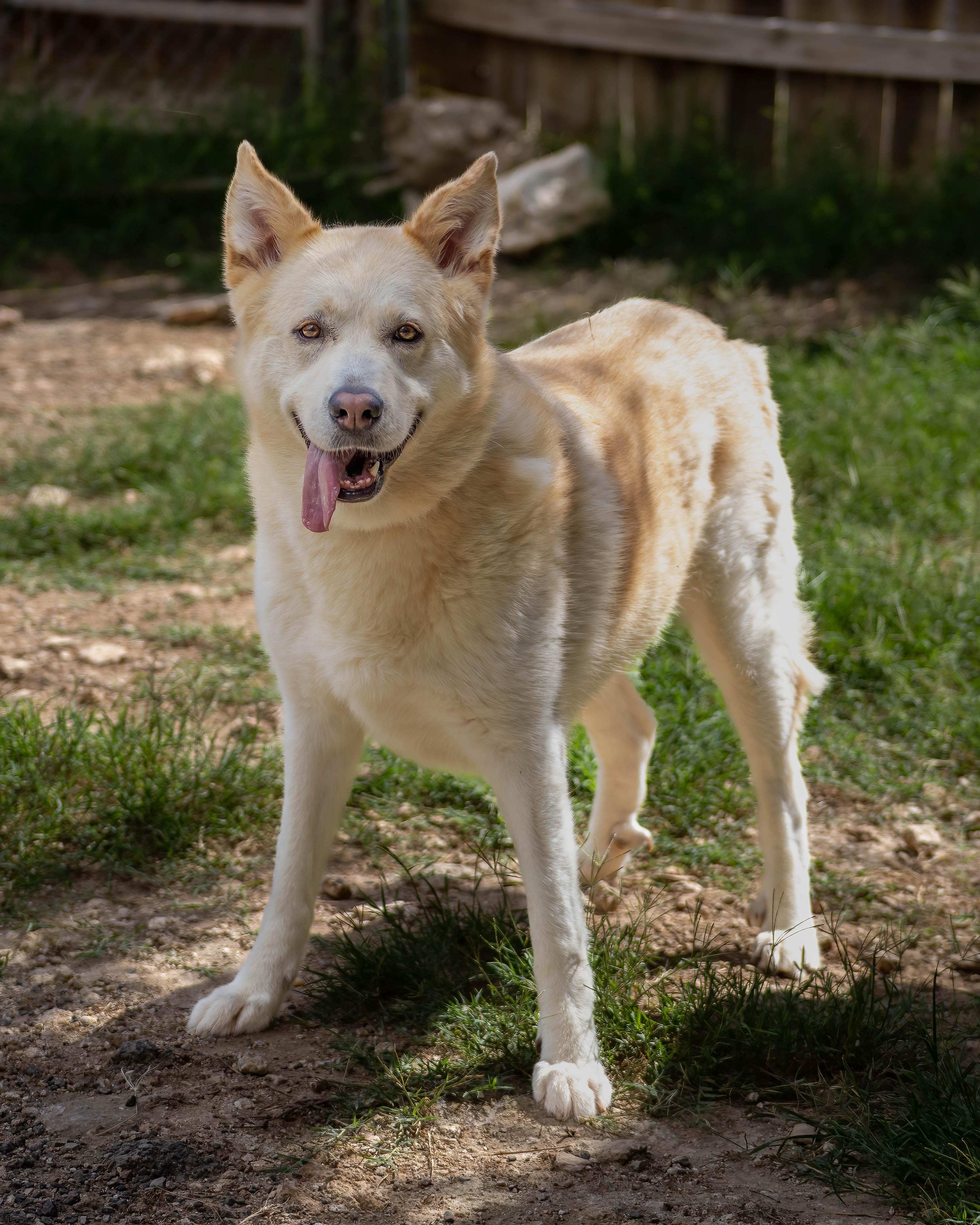Bella, a Adoptable mixed breed in Lago Vista, TX image 4/5