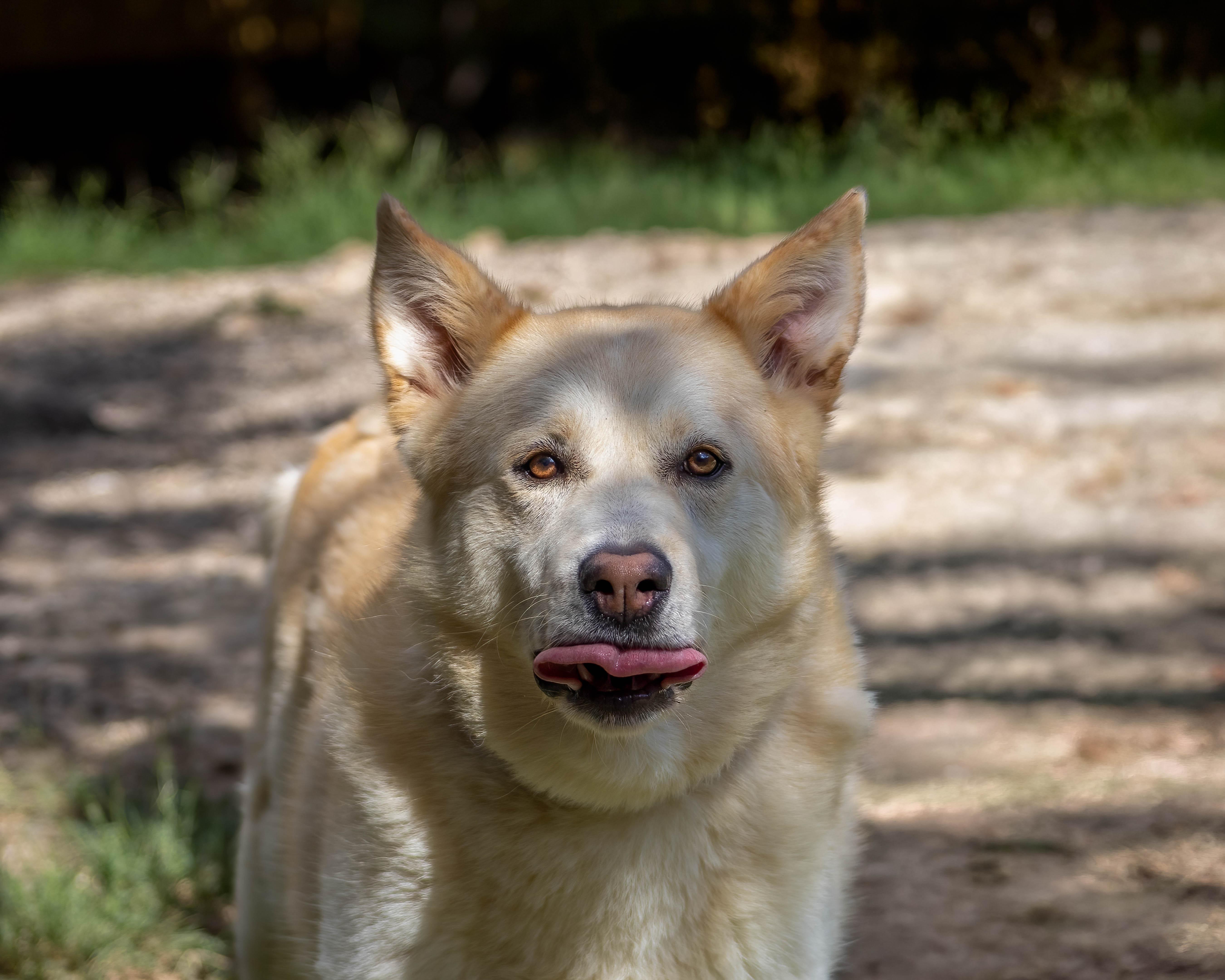 Bella, a Adoptable mixed breed in Lago Vista, TX image 3/5