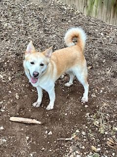 Bella, a Adoptable mixed breed in Lago Vista, TX image 4/6