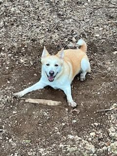 Bella, a Adoptable mixed breed in Lago Vista, TX image 5/6