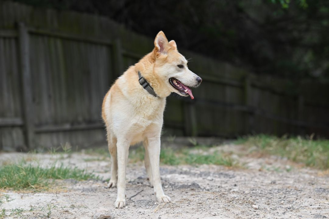 Bella, a Adoptable mixed breed in Lago Vista, TX image 6/6