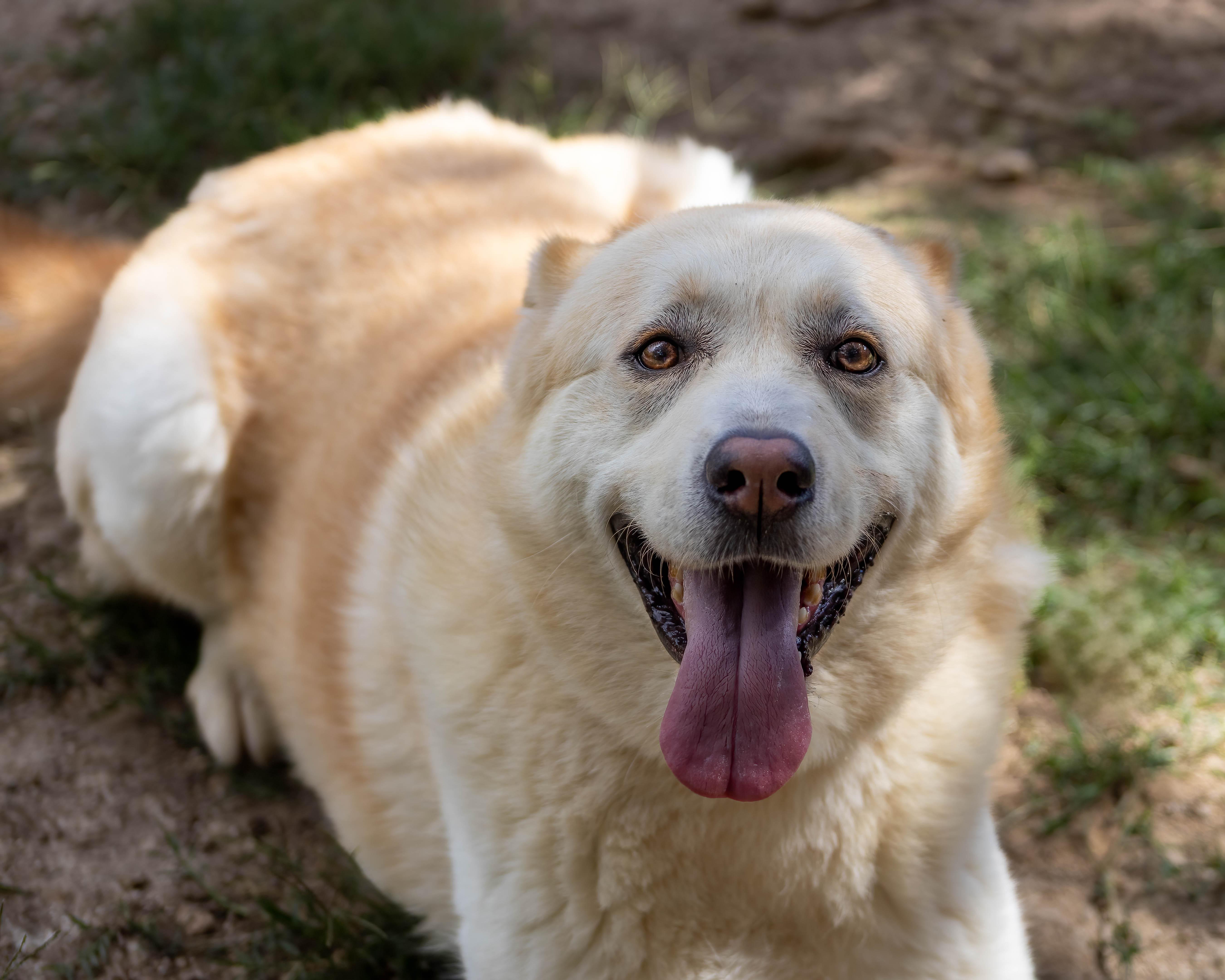 Bella, a Adoptable mixed breed in Lago Vista, TX image 2/5