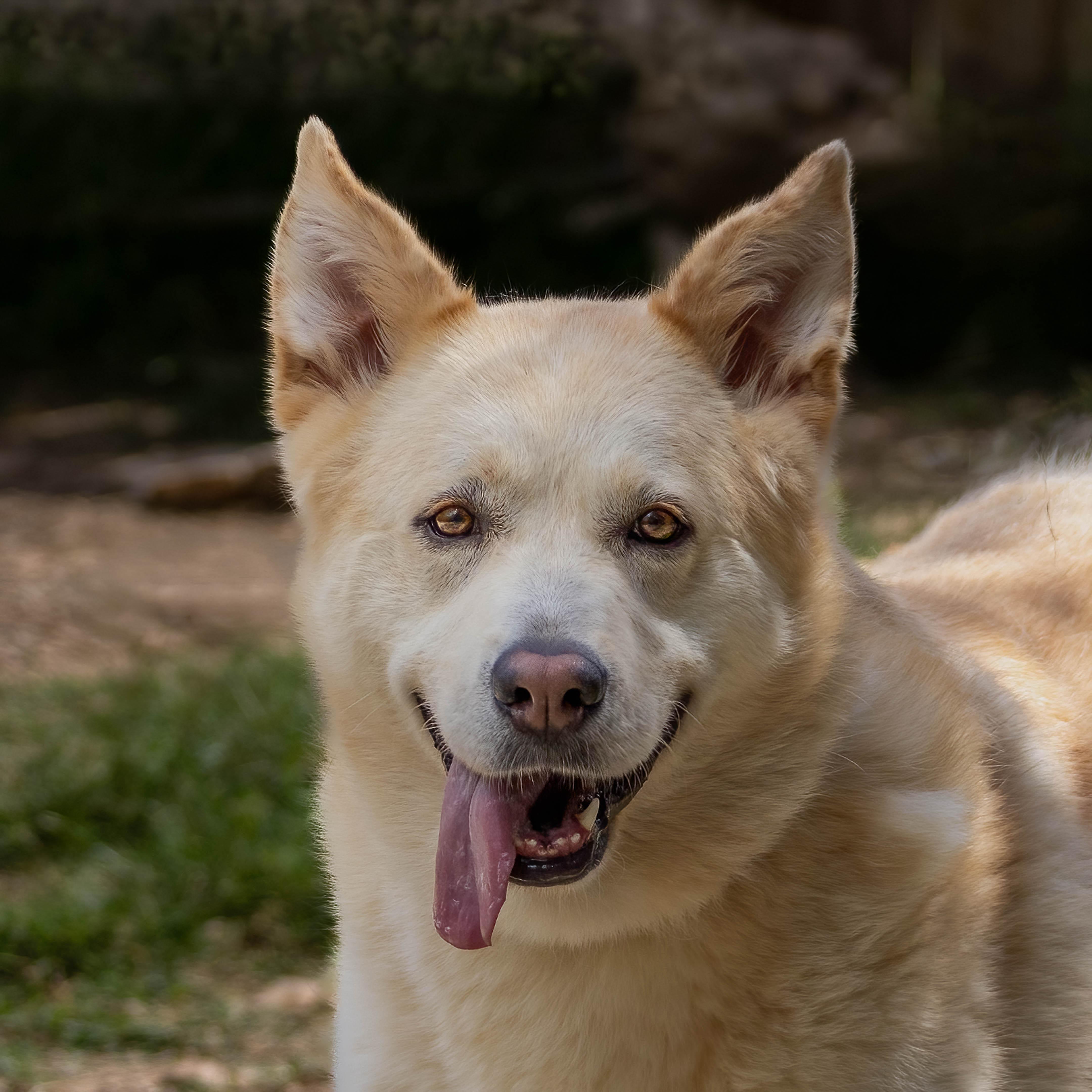 Bella, Adoptable, Adult Female Husky.