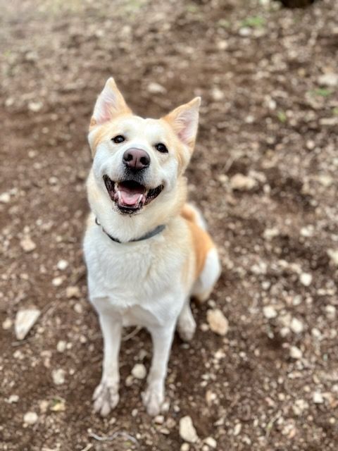 Bella, Adoptable, Adult Female Husky.