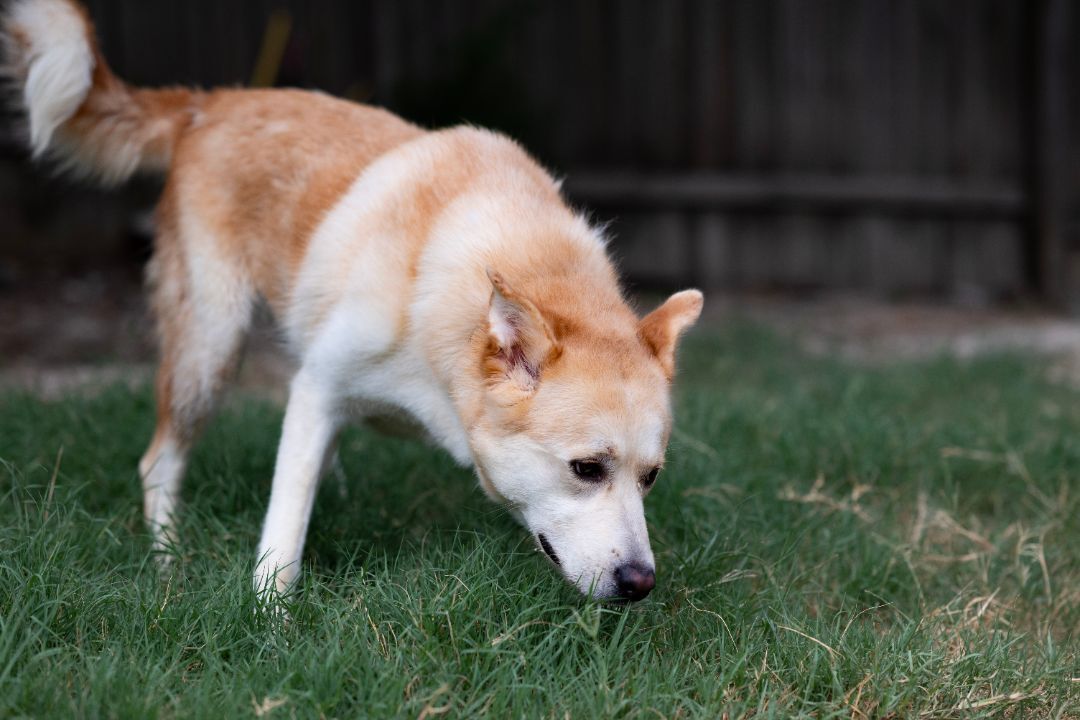 Bella, a Adoptable mixed breed in Lago Vista, TX image 3/6