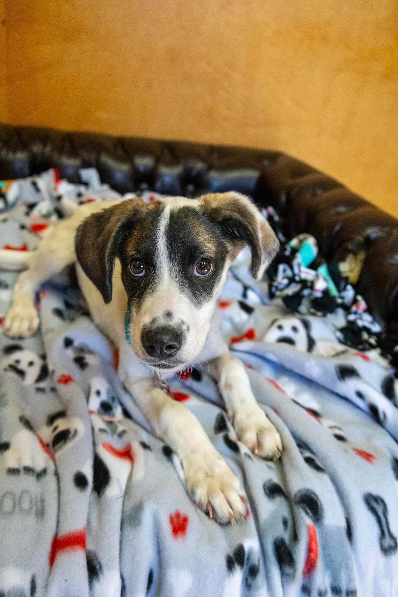 Enlarge Rosati, a Adoptable mixed breed in Valparaiso, IN image 2/2
