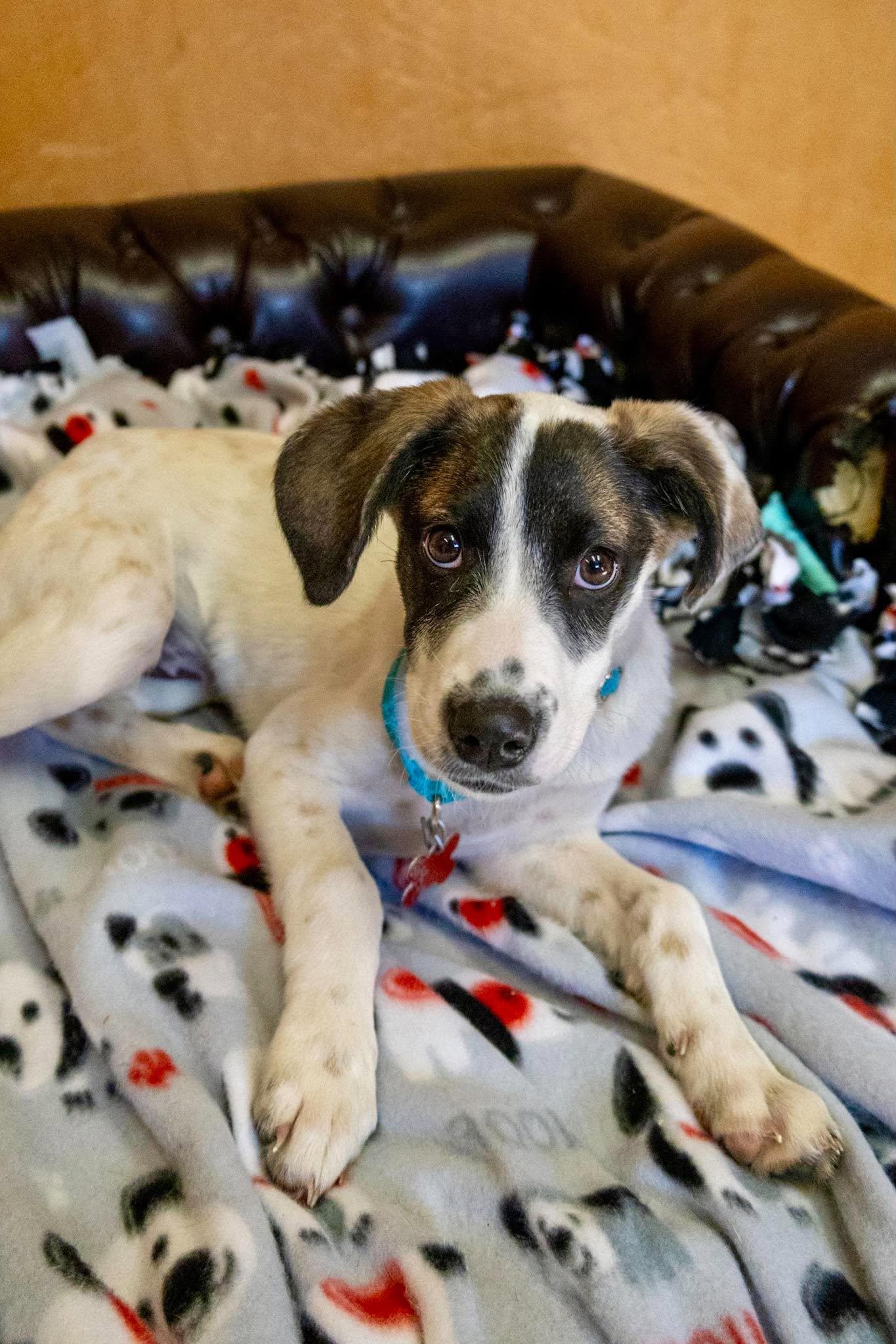 Rosati, Adoptable, Puppy Female Terrier.