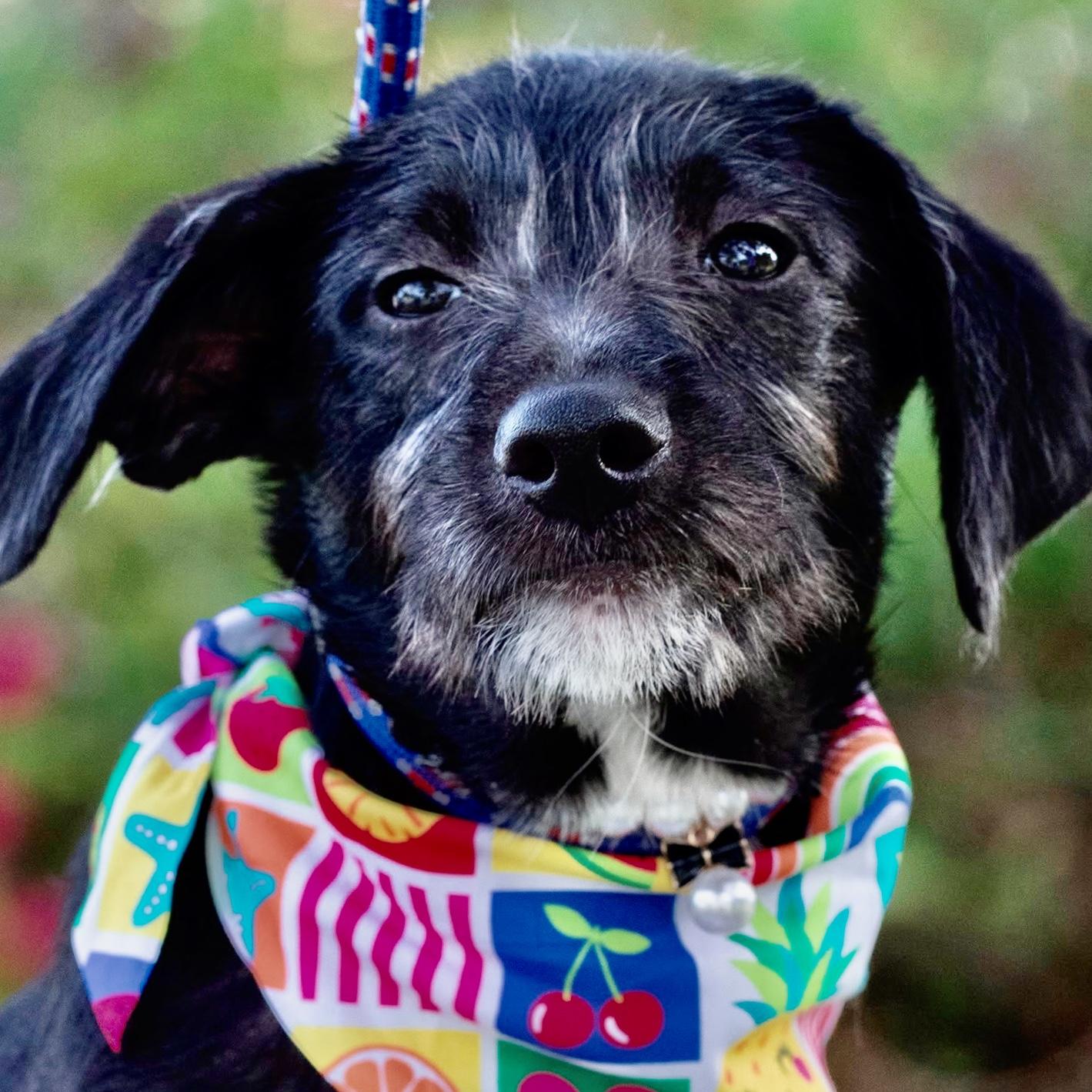 Enlarge Phoebe, a ADOPTABLE mixed breed in Orlando, FL image 2/4