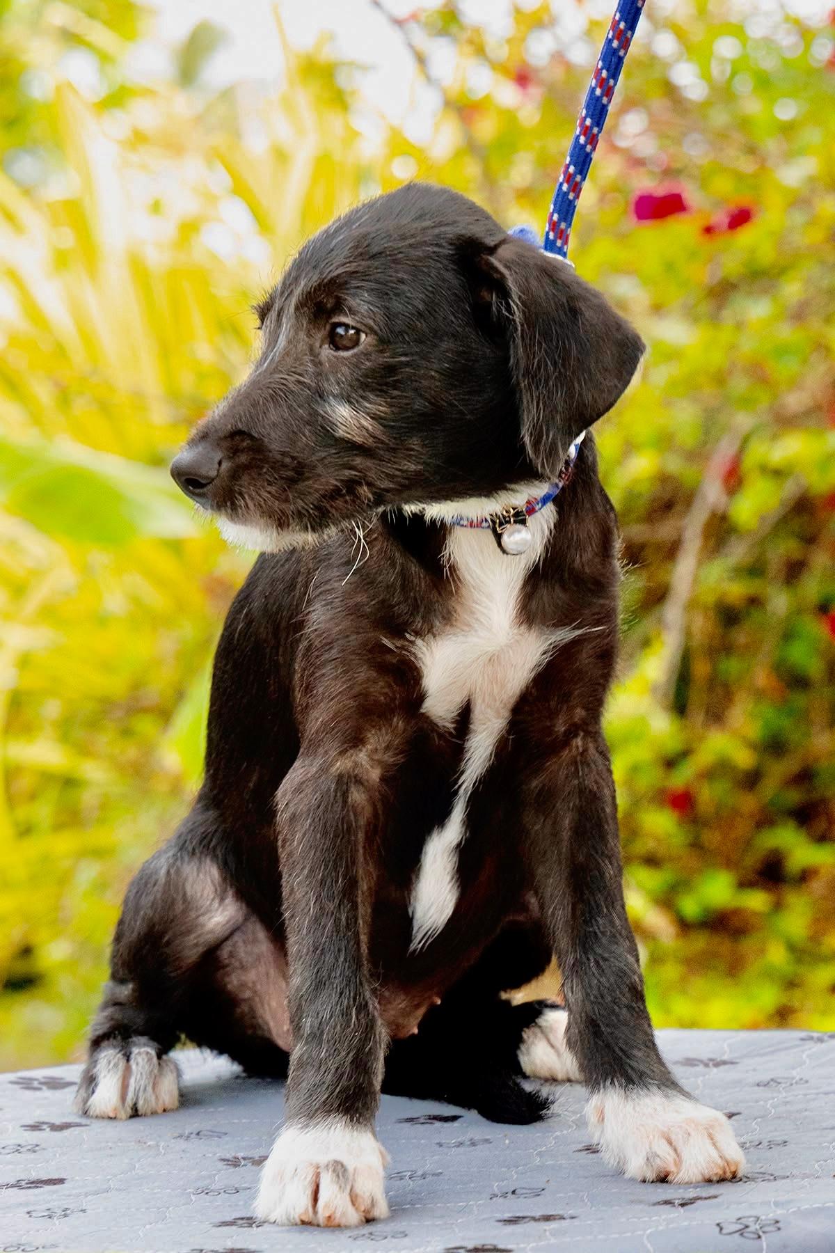 Phoebe, ADOPTABLE, Puppy Female Schnauzer & Labrador Retriever.