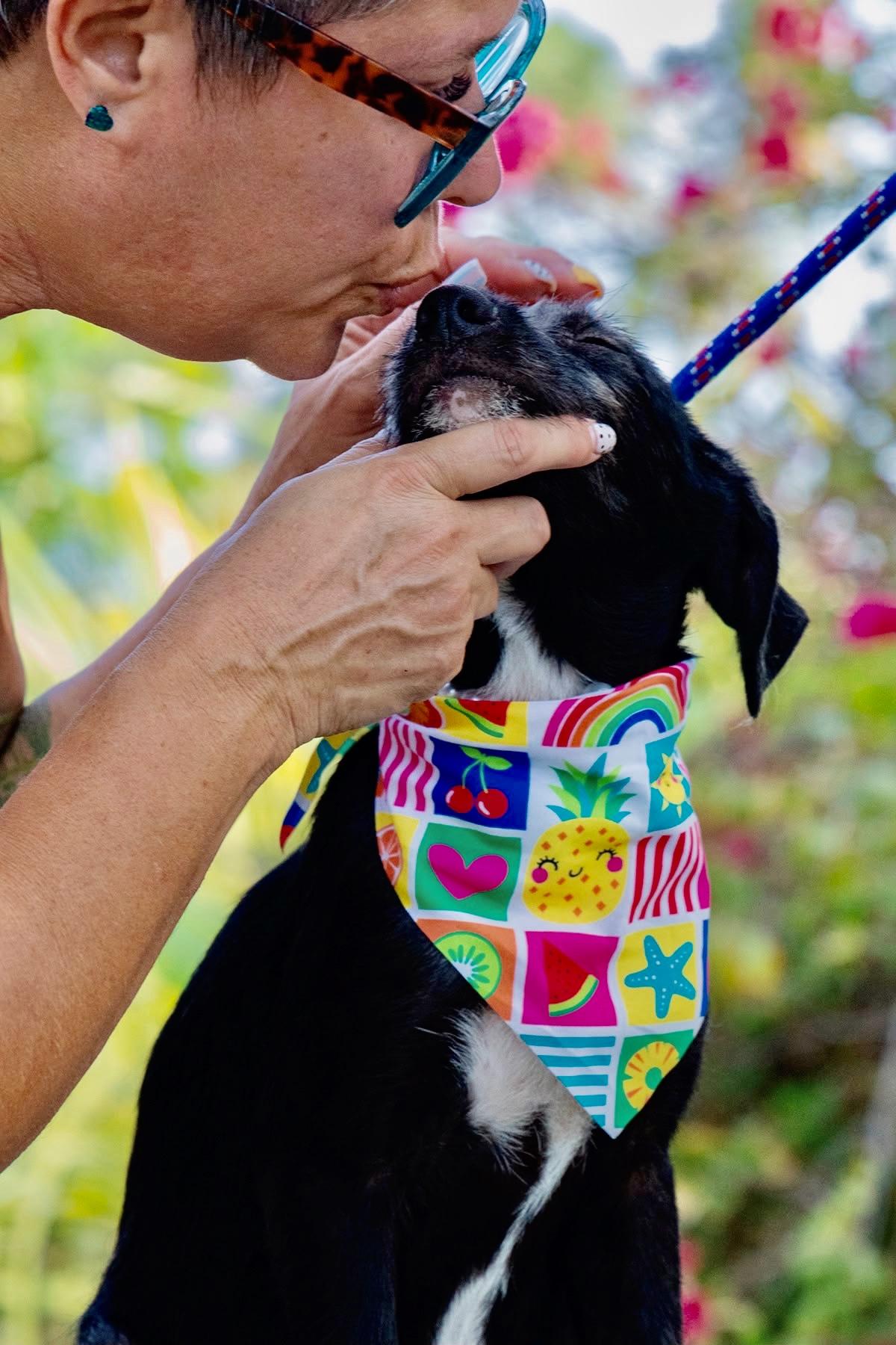 Enlarge Phoebe, a ADOPTABLE mixed breed in Orlando, FL image 4/4