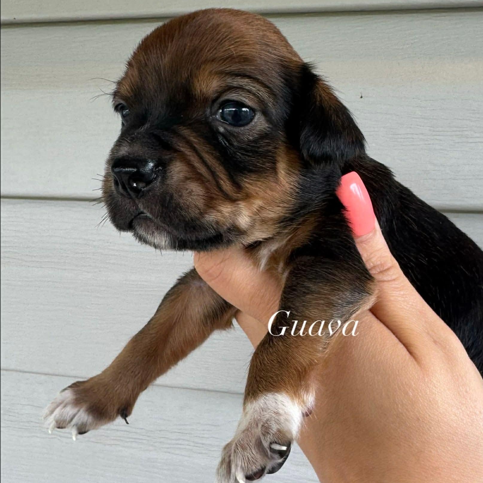 Enlarge Guava, an adopted mixed breed in Salem, VA image 3/5