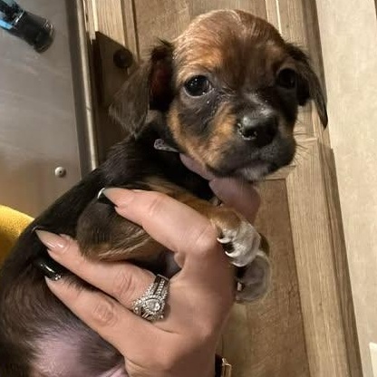 Enlarge Guava, an adopted mixed breed in Salem, VA image 2/5