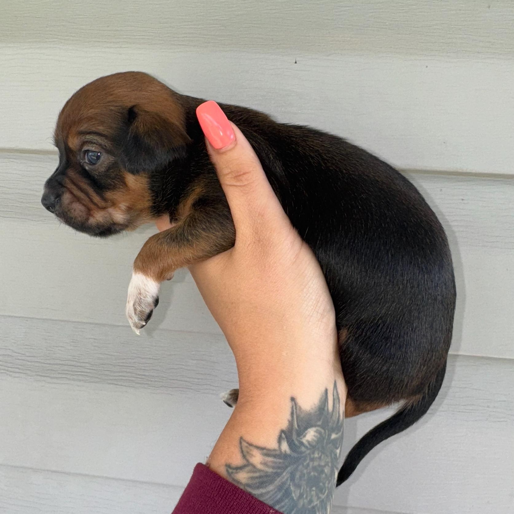 Enlarge Guava, an adopted mixed breed in Salem, VA image 4/5