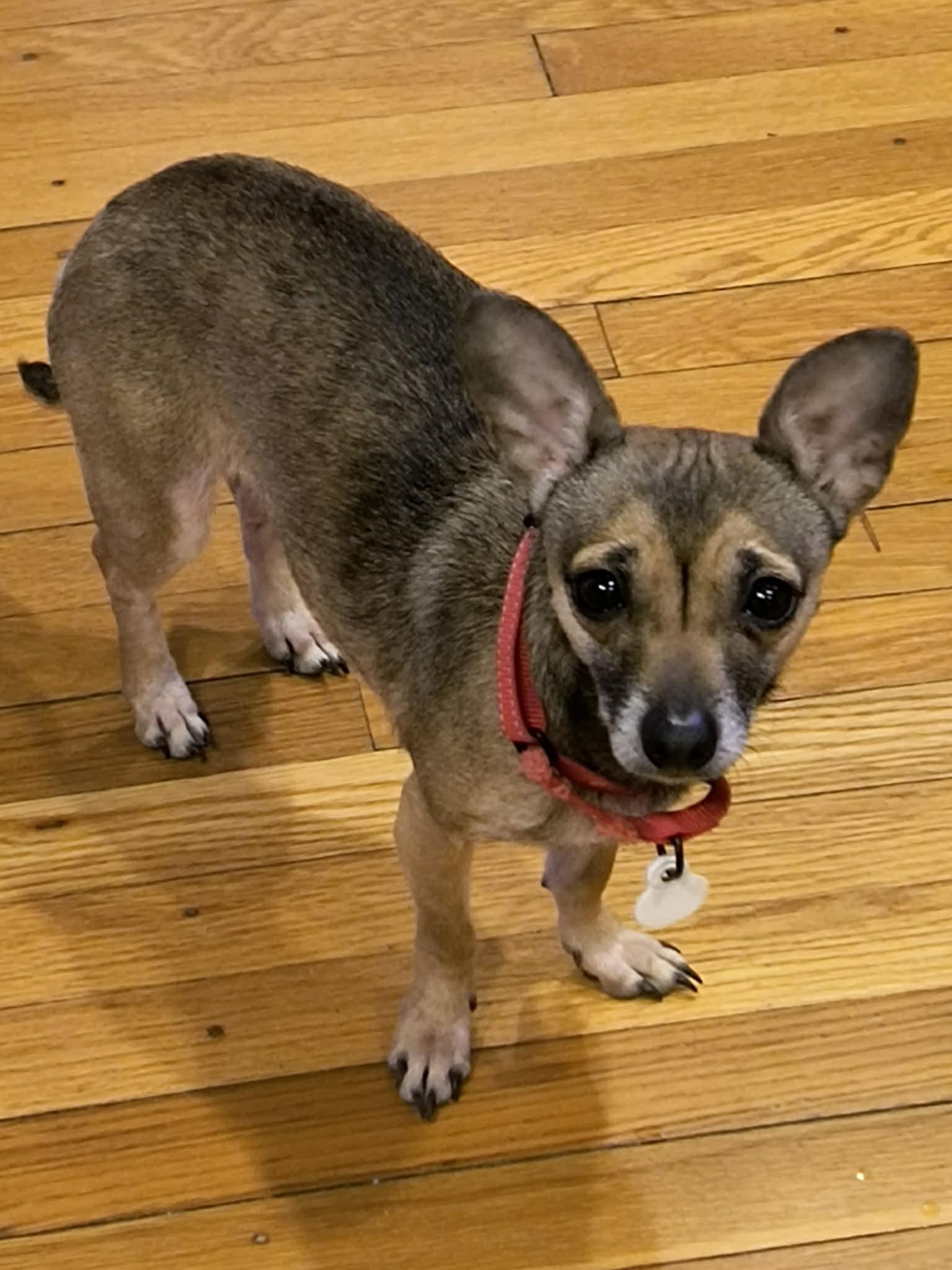 Enlarge Horchata, a Adoptable mixed breed in Kansas City, MO image 3/6