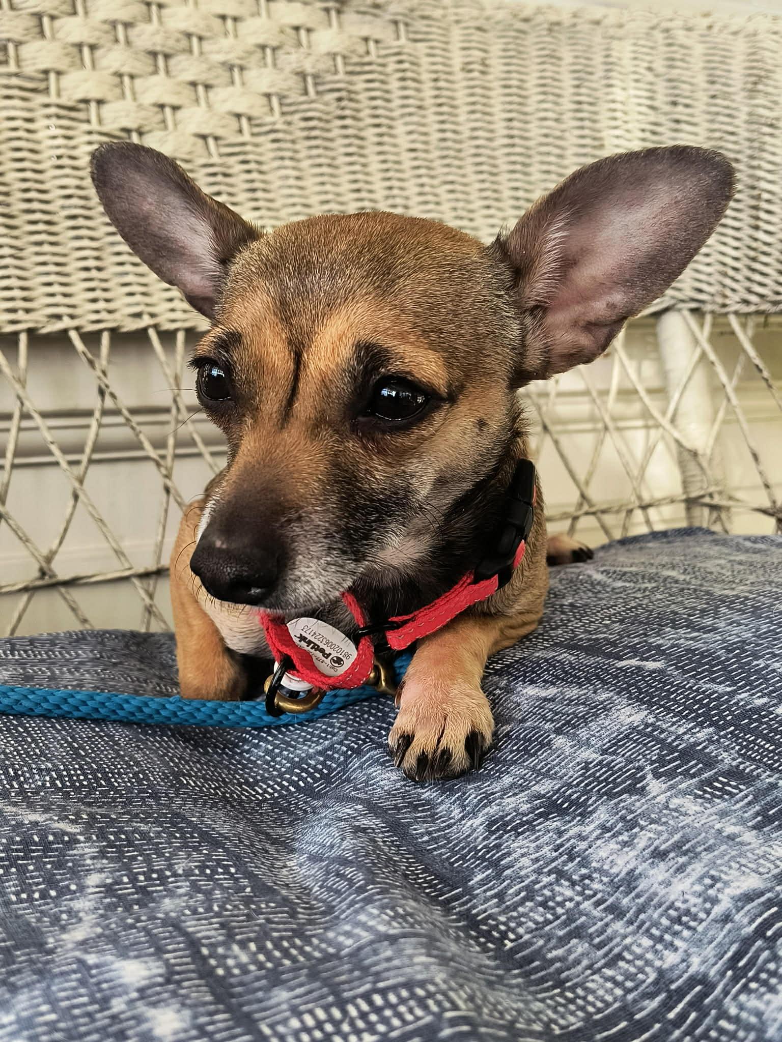 Enlarge Horchata, a Adoptable mixed breed in Kansas City, MO image 5/6
