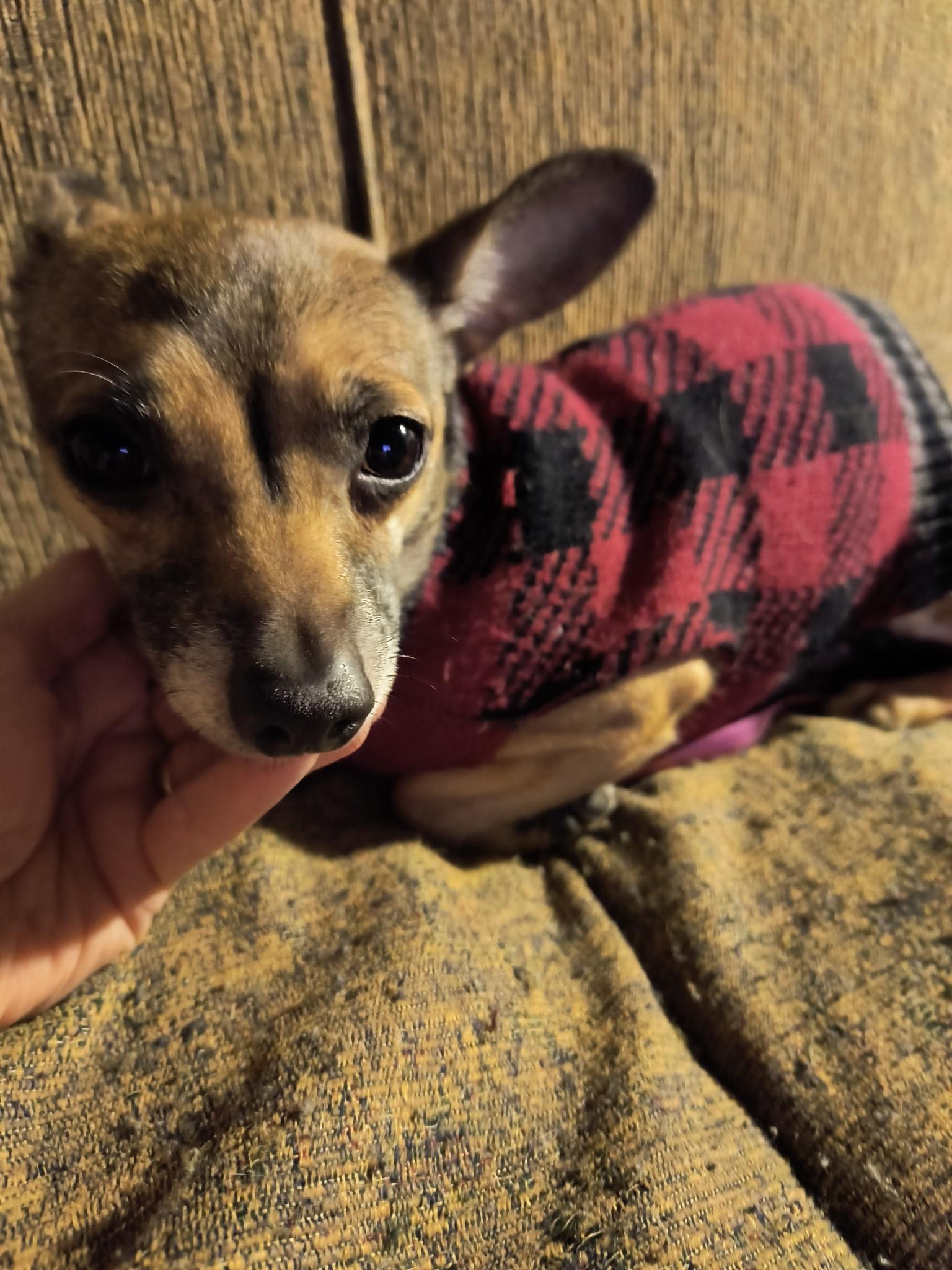 Enlarge Horchata, a Adoptable mixed breed in Kansas City, MO image 6/6