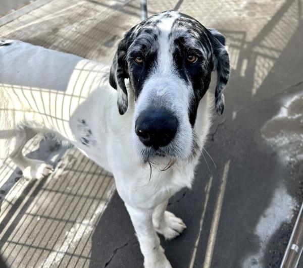 Louie, Adoptable, Young Male Great Dane & Labradoodle.
