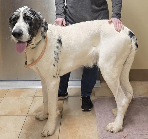 Enlarge Louie, a Adoptable mixed breed in Troutdale, OR image 2/4